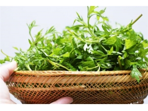 ��Ҷ�ݽ���ʲô�ô� ��Ҷ�ݽŵ�ע������