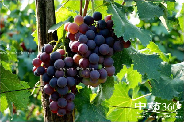 shanghuochishenmehao