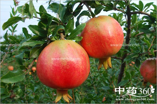 shanghuochishenmehao