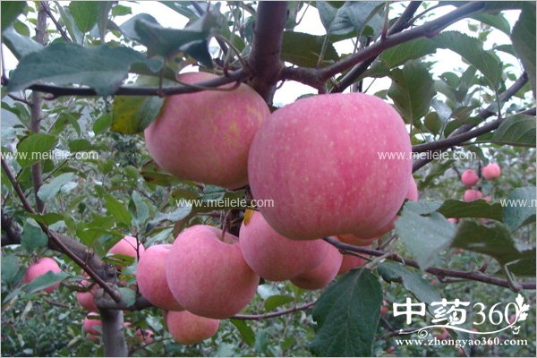 shanghuochishenmehao