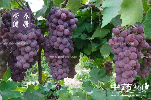 shanghuochishenmehao