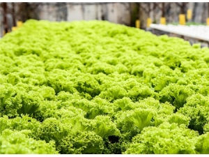 ݻ�˵Ĺ�Ч������ ����ݻ��Զ�방֢