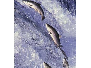 ������ĵ�Ӫ����ֵ �и�����������ʲô�ô�