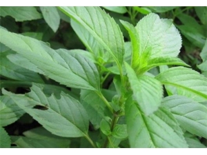 �ɱ���Ҷ���ʱ���Ҷ������ ����Ҷ��ʳ�ý���