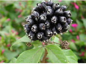 ����Ӷ���Ǯһ�� ��Ѫѹ�ܳԴ������