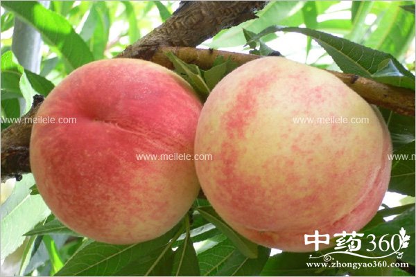 taozichiduolehuizenmeyang