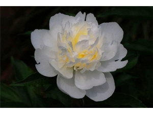 ���ֵ����� ���ֵ�������ȫ