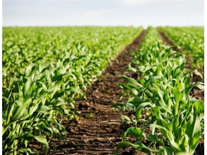 ��˵Ĺ�Ч������ ���Կ�˲��ϻ�