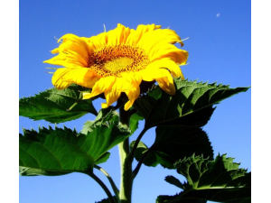 ���տ�����