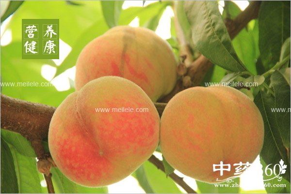 taozidegongxiaoyuzuoyong