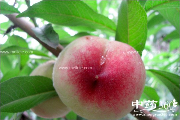 taozidegongxiaoyuzuoyong