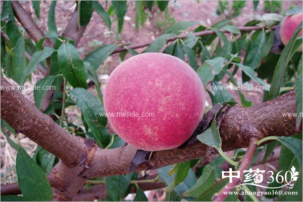 taozidegongxiaoyuzuoyong