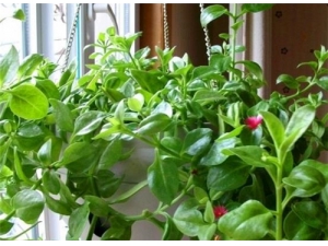 ҩ�ô��������߲˴����������� ��������������ȫ