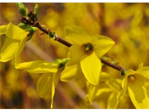 ���̵����� ���λ��ܽ�ѹ