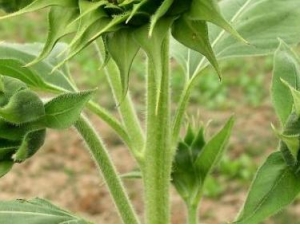 ���տ�����