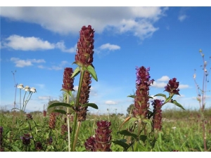 ĿݲݶǮһ ĿݲݵĹЧ