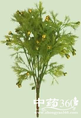 <a href='https://www.zhongyao360.com/z/xiaxucao/' target='_blank'>Ϻ</a>