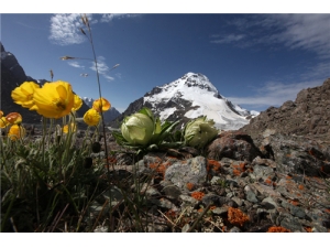 ��ɽѩ���� ��ɽѩ��������������