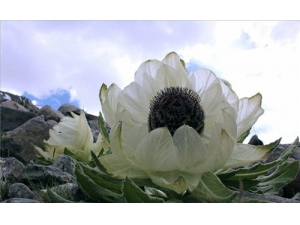 ��ɽѩ���ļ۸� ��ɽѩ����ô�ݾ�