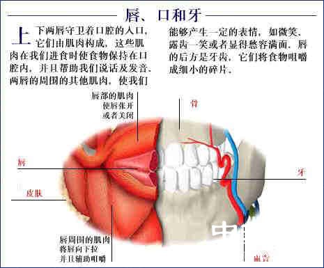 史上最全的人体裸体全图 - 玉郎 - 心有快乐事 分享有缘人