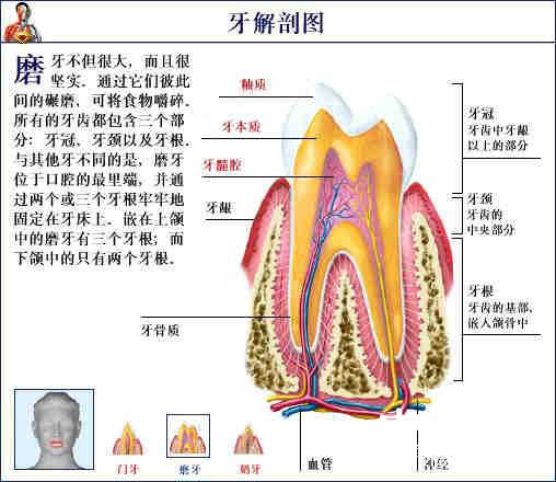 史上最全的人体裸体全图 - 玉郎 - 心有快乐事 分享有缘人