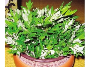 �����ݽ������ �ð����ݽŵĹ�Ч����