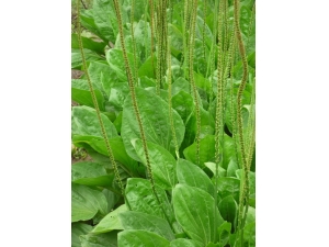 ��ǰ�ӵ�ҩ�ü�ֵ����Щ