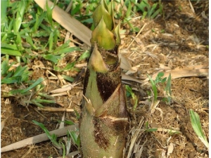 ����Ĺ�Ч������ ��ʳ�����ô���