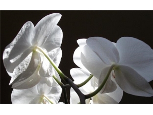 ���ֶ���Ǯһ�� Ů�˾����ܳ԰�����