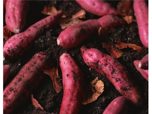 �����Ĺ�Ч������ �ӻ�˥�Ϻô���