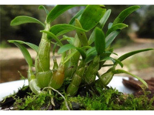 ʯ������Ǯһ�� ��Ƥʯ������Ƥʯ��������