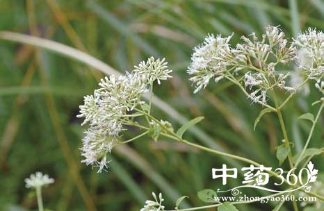 ɽ<a href='https://www.zhongyao360.com/z/peilan/' target='_blank'></a>