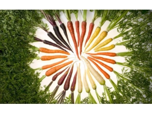 孕妇吃萝卜能预防感冒吗?