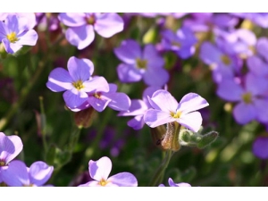 ������ʲô ���ڿ��ԳԻ�����