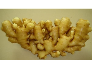 ���Բ�������ʳ�Ʒ���������������