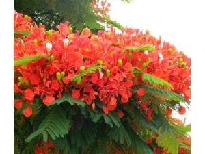 �컨�Ĺ�Ч������ �컨��ʳ�÷���