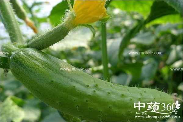 lianshagnzhangdoudouzenmepaidu