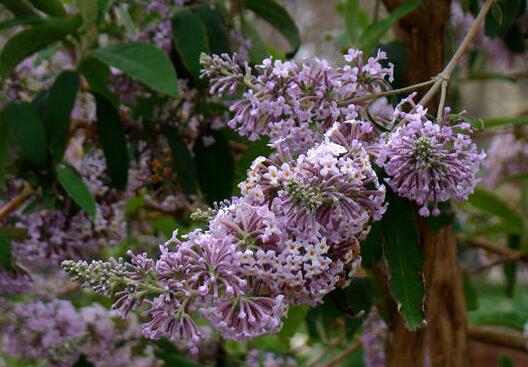 密蒙花的药理作用