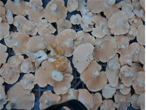 ���ȹ��Ĺ�Ч������ ���������Ч��