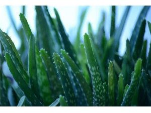 «������Ǯһ�� «�������ֳԷ�