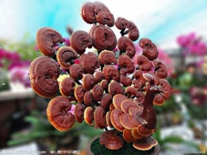 �����֥��ôʳ�� ��֥����ȷ�Է���ʲô