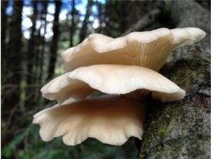 ���ӹ��Ĺ�Ч������ ���ݼ���Ч����