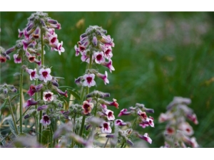 �ػƶ���Ǯһ�� �����˲��ܳ���ζ�ػ���