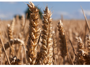 С���߷۵Ĺ�Ч������ ��ͨ���������