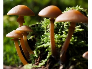 ţ�Ǿ��Ĺ�Ч������ ��Ѫ�����ô���