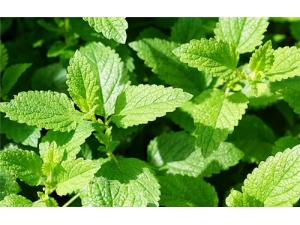 ����Ҷ����Ǯһ�� ����Ҷ��������