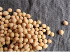 黄豆面粉的功效与作用 健脑防病还能治更年期