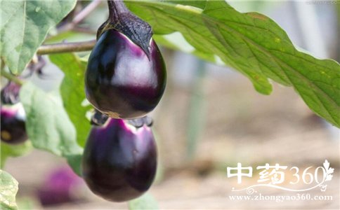 ˪������Ӳ��ܳ��� ˪�������Ϊʲô���ܳ� ˪������Ӳ��ܳԵ�ԭ��