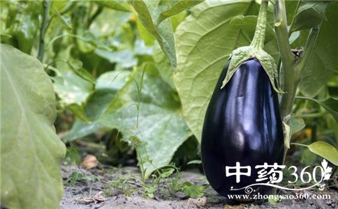 ˪������Ӳ��ܳ��� ˪�������Ϊʲô���ܳ� ˪������Ӳ��ܳԵ�ԭ��