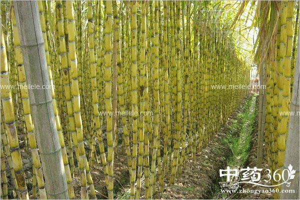 ganzhedegongxiaoyuzuoyong